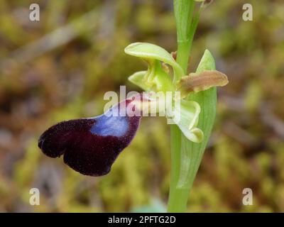 Gros plan de fleurs de l'Atlantique (Ophrys atlantica), Andalousie, Espagne Banque D'Images