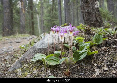 Orchidée calypso en fleurs (Calypso bulbosa), en croissance dans l'habitat forestier de montagne, montagnes Rocheuses, Colombie-Britannique, Canada Banque D'Images