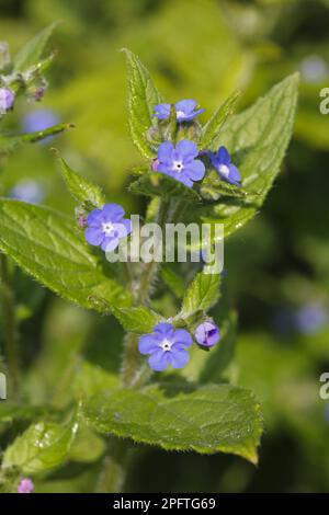 Langue à boeuf durable (Pentaglottis sempervirens), langue à boeuf espagnole, huile de quinquefoil d'Evergreen, fleur d'alcanet verte, Bretagne, France Banque D'Images