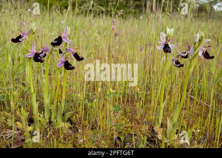 Orchidée bertoloni à fleurs (Ophrys bertolonii), péninsule de Gargano, Pouilles, Italie, printemps Banque D'Images