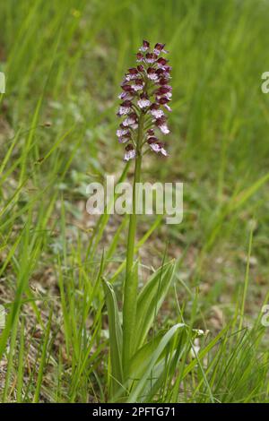 Fleur de Lady Orchid (Orchis purpurea), Causse de Gramat, massif Central, Lot, France Banque D'Images