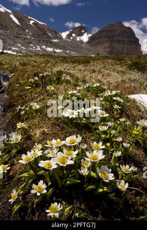 Marais blanc marigold (Maltha leptosepala), marigold de jardin, Ranunculaceae, marais blanc Marigold en fleurs, dans un habitat de montagne, au-dessous du lac Helen Banque D'Images