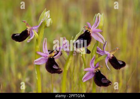 Orchidée bertoloni à fleurs (Ophrys bertolonii), péninsule de Gargano, Pouilles, Italie, printemps Banque D'Images