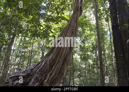 Tiges de l'échelle de singe (Bauhinia sp.), forêt tropicale d'Iwokrama, Bouclier de Guyane, Guyana Banque D'Images