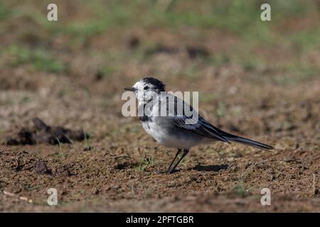 Pied Wagtail (Motacilla alba) femelle, yarrellii de la fin de l'été Banque D'Images