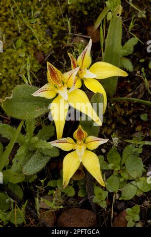 Orchidée à fleurs (Caladenia flava ssp. Flava), Stirling Range, près de Mount Barker, Australie occidentale, Australie Banque D'Images