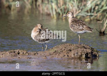 Ruff, animaux, oiseaux, échassiers, ruffs juvéniles (Philomachus pugnax) prêtant, marais Deepdale Norfolk fin été Banque D'Images