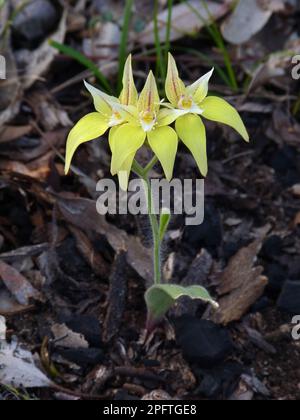 Orchidée à fleurs (Caladenia flava subsp. Flava), Australie occidentale, Australie Banque D'Images