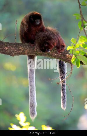 Titi copéry (Callicebus cupreus), paire adulte Banque D'Images