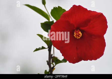 Fleur rouge hibiscus en fleurs avec tige et fond nuageux Banque D'Images