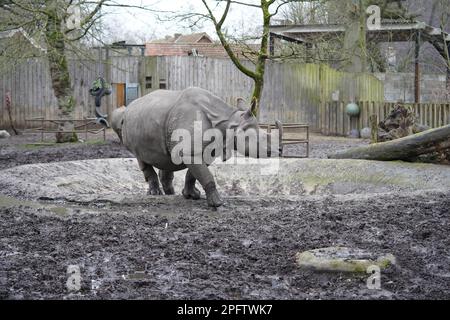 Rhinocéros indiens (Rhinoceros unicornis), Zoo Planckendael, Belgique Banque D'Images