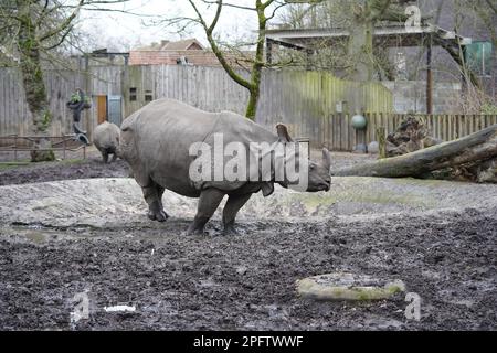Rhinocéros indiens (Rhinoceros unicornis), Zoo Planckendael, Belgique Banque D'Images