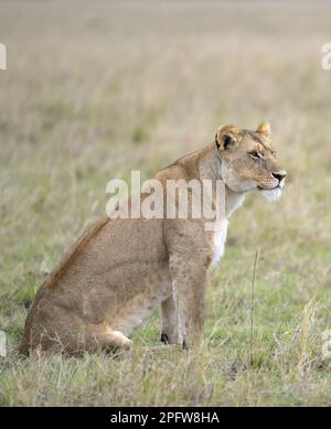 Un Lioness endormi (Panthera leo) traquant un tueur dans l'épique Masai Mara, Narok Kenya KE Banque D'Images