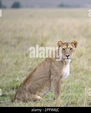 Un Lioness endormi (Panthera leo) traquant un tueur dans l'épique Masai Mara, Narok Kenya KE Banque D'Images