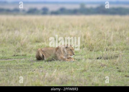 Un Lioness endormi (Panthera leo) traquant un tueur dans l'épique Masai Mara, Narok Kenya KE Banque D'Images