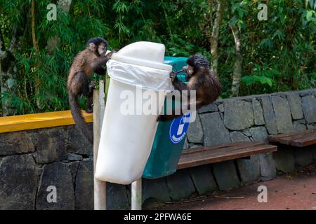 Deux singes capucins noirs (Sapajus nigritus) essayant d'ouvrir une poubelle blanche dans le parc national d'Iguazu, Puerto Iguazu, Argentine. Banque D'Images