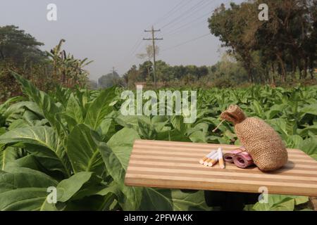 ferme de tabac de couleur verte avec billet de banque et cigarette pour la récolte Banque D'Images