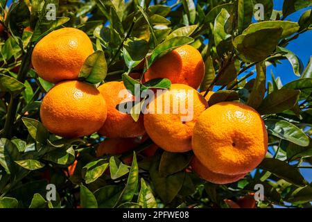 oranges sur une branche avec des feuilles vertes sur l'arbre Banque D'Images
