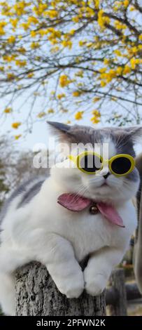 Le propriétaire de l'animal de compagnie prend le chat pour se garer au printemps avec beau chrysanthemum Suzuki arrière-plan Banque D'Images