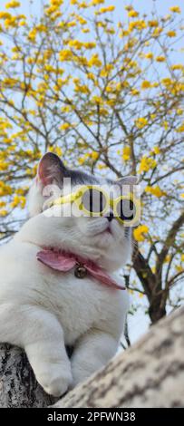 Le propriétaire de l'animal de compagnie prend le chat pour se garer au printemps avec beau chrysanthemum Suzuki arrière-plan Banque D'Images