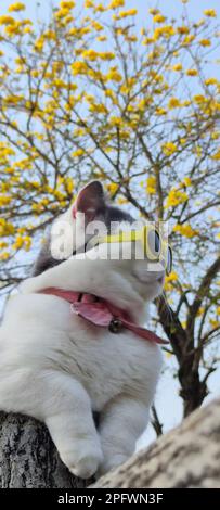 Le propriétaire de l'animal de compagnie prend le chat pour se garer au printemps avec beau chrysanthemum Suzuki arrière-plan Banque D'Images