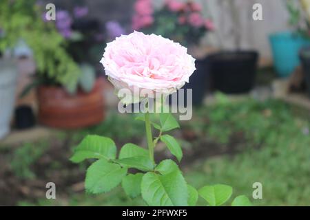 Rose Provence rose ou chou rose ou Rose de Mai floraison avec un arrière-plan flou Banque D'Images