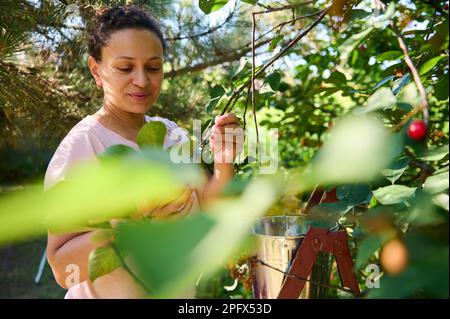 Femme afro-américaine positive debout sur l'échelle, mangeant des baies de cerises douces tout en cueillant des cerises mûres dans le verger Banque D'Images