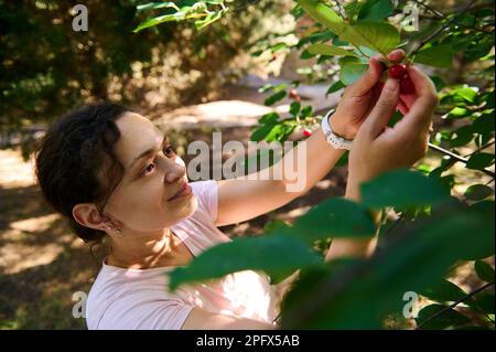 Agricultrice amateur d'âge moyen multi-ethnique cueillant des baies de cerisier dans un arbre d'une ferme fruitière. Récolte de cerises. Banque D'Images