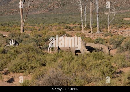 Zèbres et rhinocéros dans la savane sud-africaine Banque D'Images