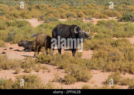 Buffle de cap avec veau, Syncerus caffer Banque D'Images