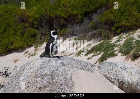 Pingouin à la plage de foxy, ville de Simon Banque D'Images