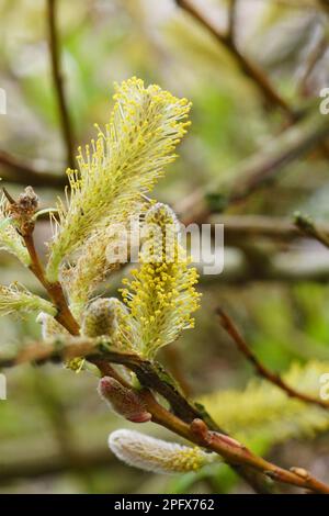 Gros plan vertical naturel sur le pollen jaune d'un arbuste à saule à fissure mâle, Salix fragilis Banque D'Images