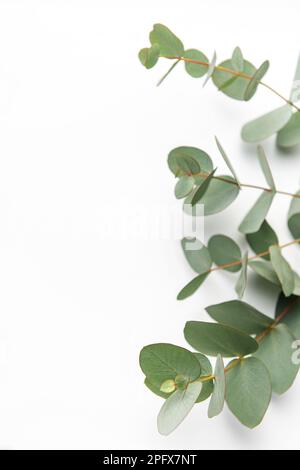 Branche d'eucalyptus sur fond blanc. Plan d'agencement, vue de dessus. Espace pour le texte. Banque D'Images