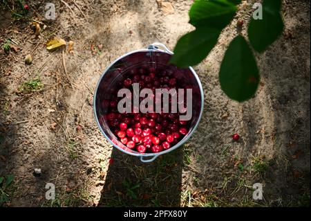 Vue en grand angle d'un seau en métal galvanisé avec des cerises fraîchement cueillies. Récolte de baies de cerises dans un jardin biologique Banque D'Images
