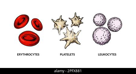 Cellules sanguines isolées sur fond blanc. Érythrocytes, leucocytes et plaquettes dessinés à la main. Illustration de la biologie scientifique dans un style d'esquisse Illustration de Vecteur