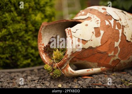 Beau vase grec traditionnel couché sur le sol avec de l'ivy vert en fleur sur le fond. Conception de paysage à base de céramique Banque D'Images