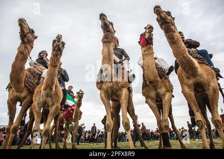 Gaza, Palestine. 18th mars 2023. Les Palestiniens font des chameaux lors d'une course traditionnelle pour commémorer le jour de la Terre à Deir al-Balah, dans le centre de la bande de Gaza. (Photo de Yousef Masoud/SOPA Images/Sipa USA) crédit: SIPA USA/Alay Live News Banque D'Images