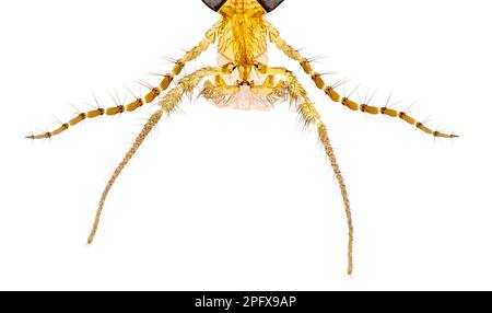 Parties de la bouche à Cranefly, photomicrographe à fond clair Banque D'Images