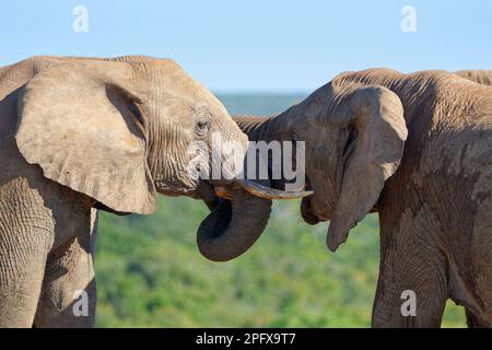 Éléphants de brousse africains (Loxodonta africana), deux éléphants adultes jouant à la lutte, exposition d'affection, Parc national des éléphants d'Addo, Cap oriental, Banque D'Images