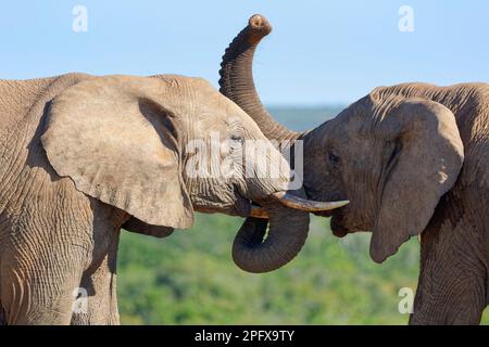 Éléphants de brousse africains (Loxodonta africana), deux éléphants adultes jouant à la lutte, exposition d'affection, Parc national des éléphants d'Addo, Cap oriental, Banque D'Images