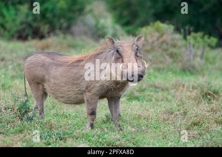 Le pacochon commun (Phacochoerus africanus), femelle adulte dans la prairie se nourrissant de l'herbe, parc national d'éléphants d'Addo, Cap oriental, Afrique du Sud, Afrique Banque D'Images