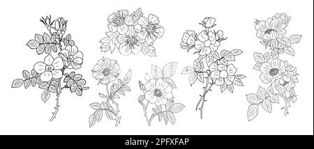 Hawthorn Mai naissance mois fleur ligne art. Illustration de Vecteur