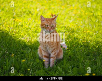Beau chat rouge avec un papillon sur sa tête est assis dans l'herbe verte Banque D'Images