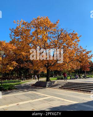 2021 10 20 Sofia, Bulgarie. Magnifique arbre au parc NDK pendant l'automne Banque D'Images