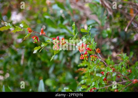 Baies vertes et calice rouge sur une plante Mickey Mouse Banque D'Images