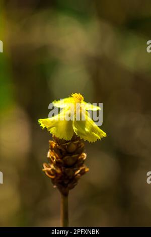 Lentibulariaceae est une plante insectivore. Fleurs sauvages jaunes qui poussent sous forme de petits touffes de 10-15 cm de haut Banque D'Images