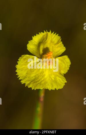 Lentibulariaceae est une plante insectivore. Fleurs sauvages jaunes qui poussent sous forme de petits touffes de 10-15 cm de haut Banque D'Images