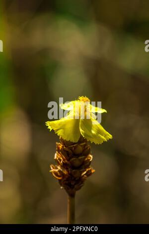 Lentibulariaceae est une plante insectivore. Fleurs sauvages jaunes qui poussent sous forme de petits touffes de 10-15 cm de haut Banque D'Images