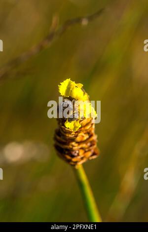 Lentibulariaceae est une plante insectivore. Fleurs sauvages jaunes qui poussent sous forme de petits touffes de 10-15 cm de haut Banque D'Images