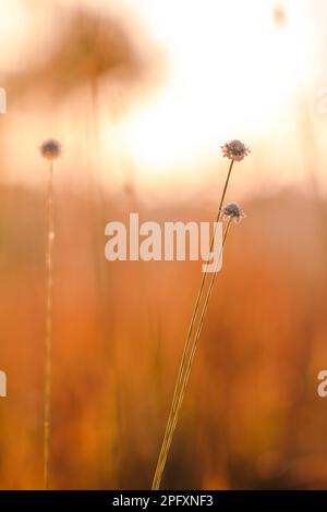 Melampodium leucanthum est un arbuste de couverture de sol.Il y a de petites fleurs regroupées en petits groupes de pétales blancs. Banque D'Images